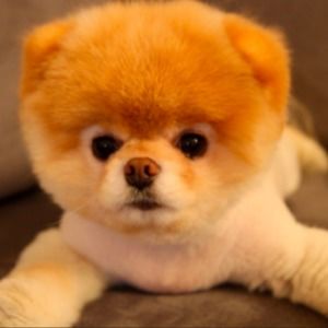 Meet your Posher, Erika